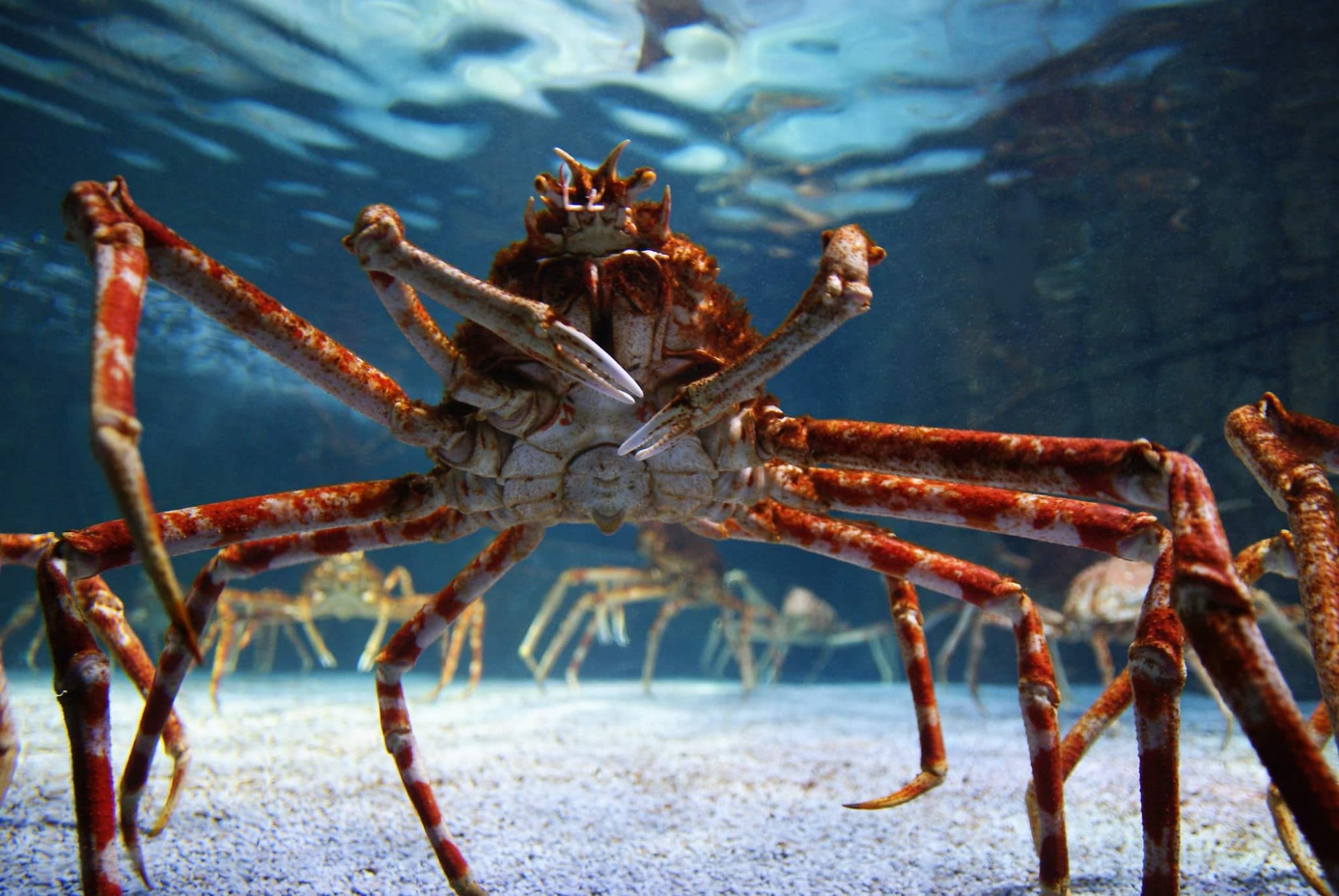 japanese-spider-crab-critter-science