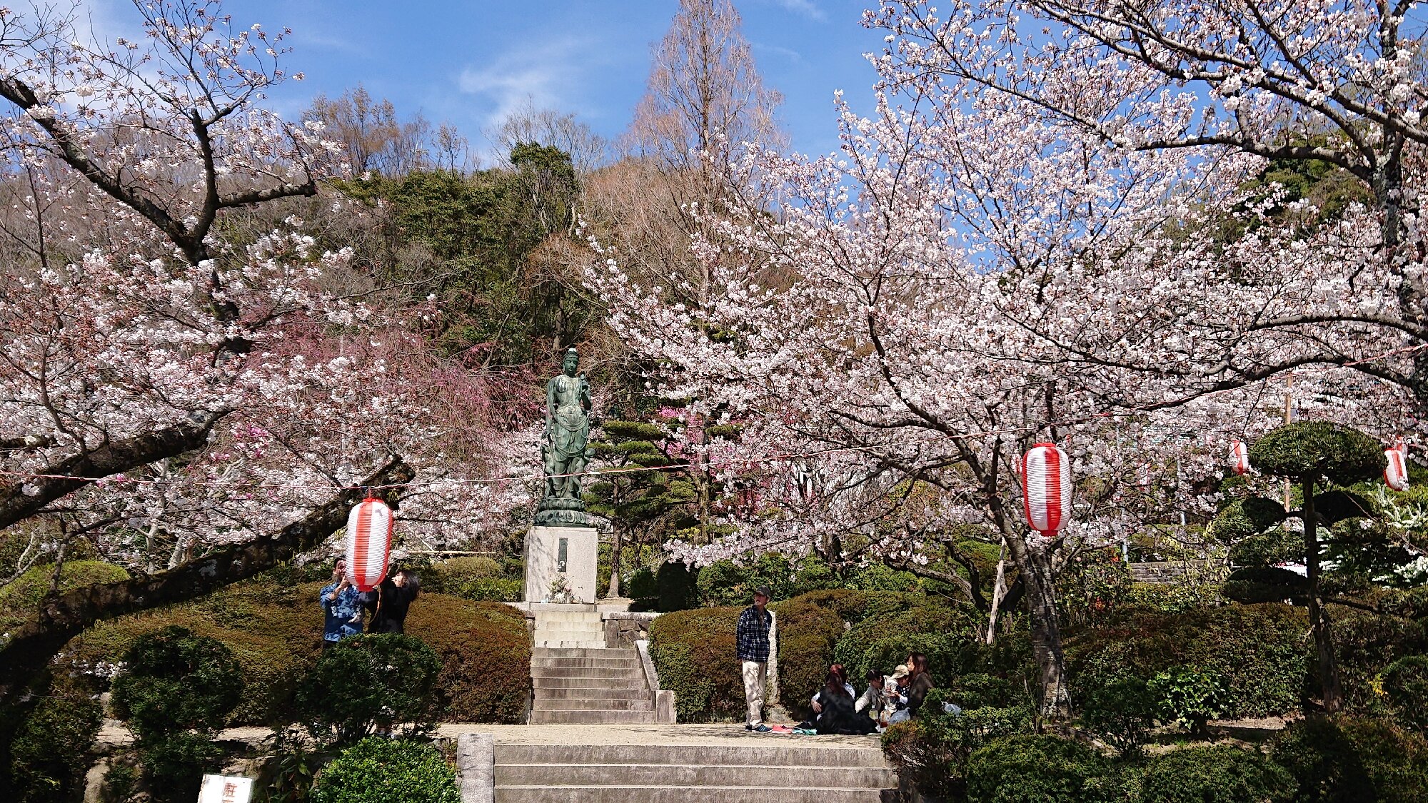 Cherry blossoms in Satsukiyama Park.