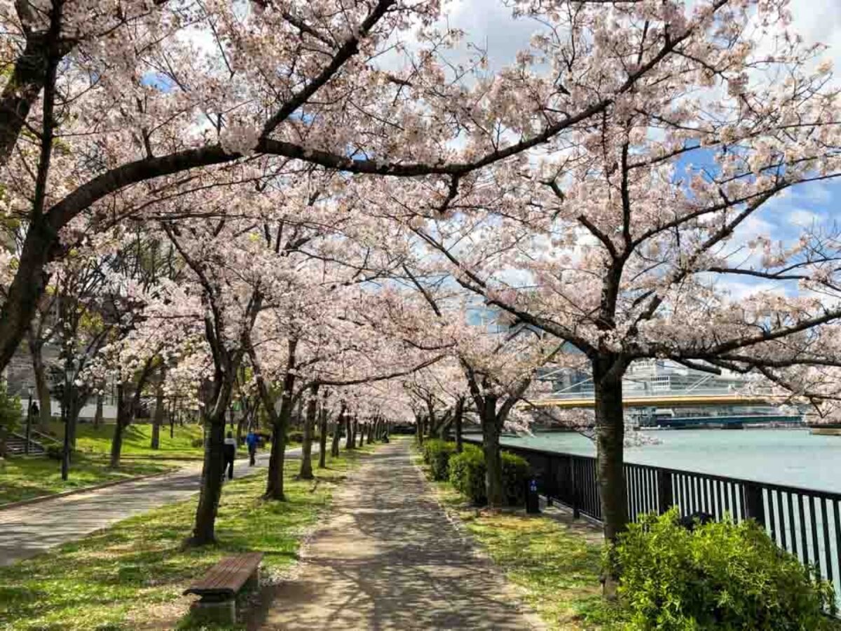 Mounds of trash take the bloom off Cherry Blossom Festival - The