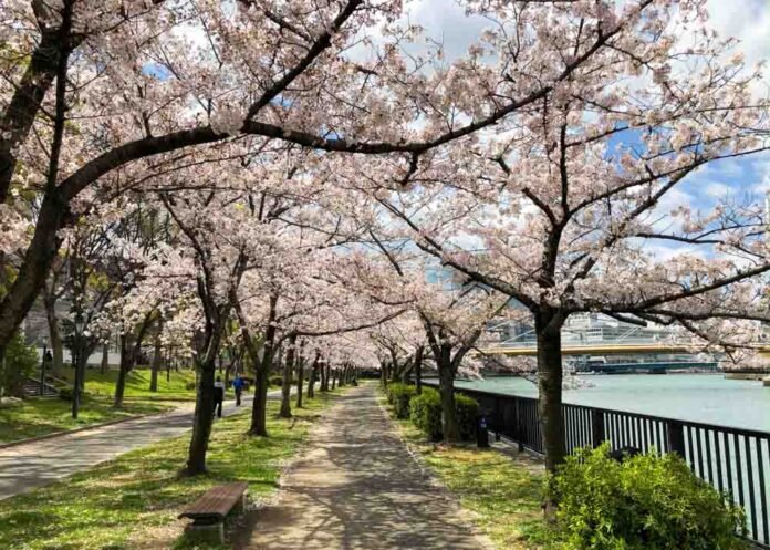 10 of the World's Best Cherry Blossom Viewing Spots