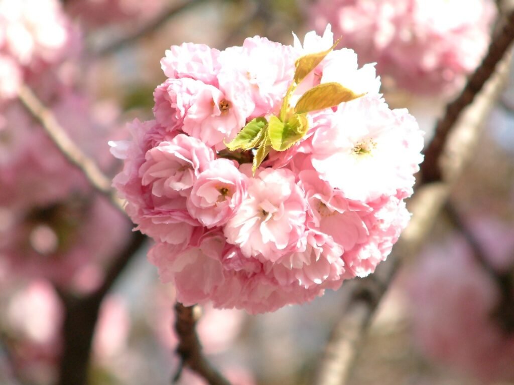 Mounds of trash take the bloom off Cherry Blossom Festival - The